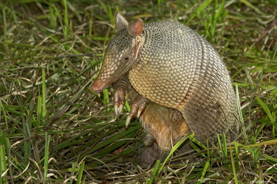 Armadillo Species Guide: Care, Behavior & Legal Ownership