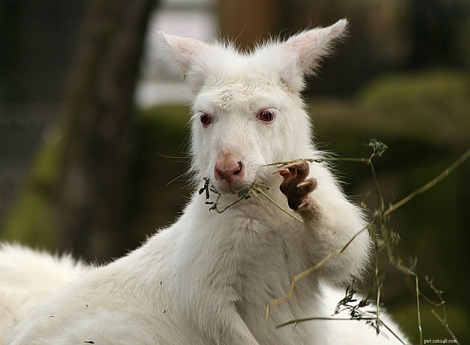Wallaroo Profile: Behavior, Care, and Ownership Guide