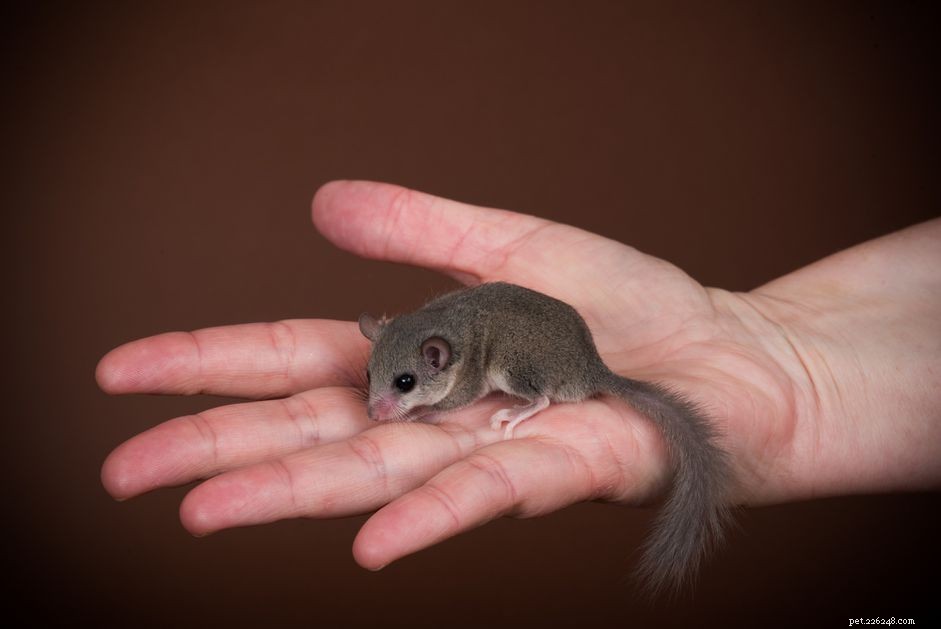 African Dormouse (Micro Squirrel) – Complete Species Guide