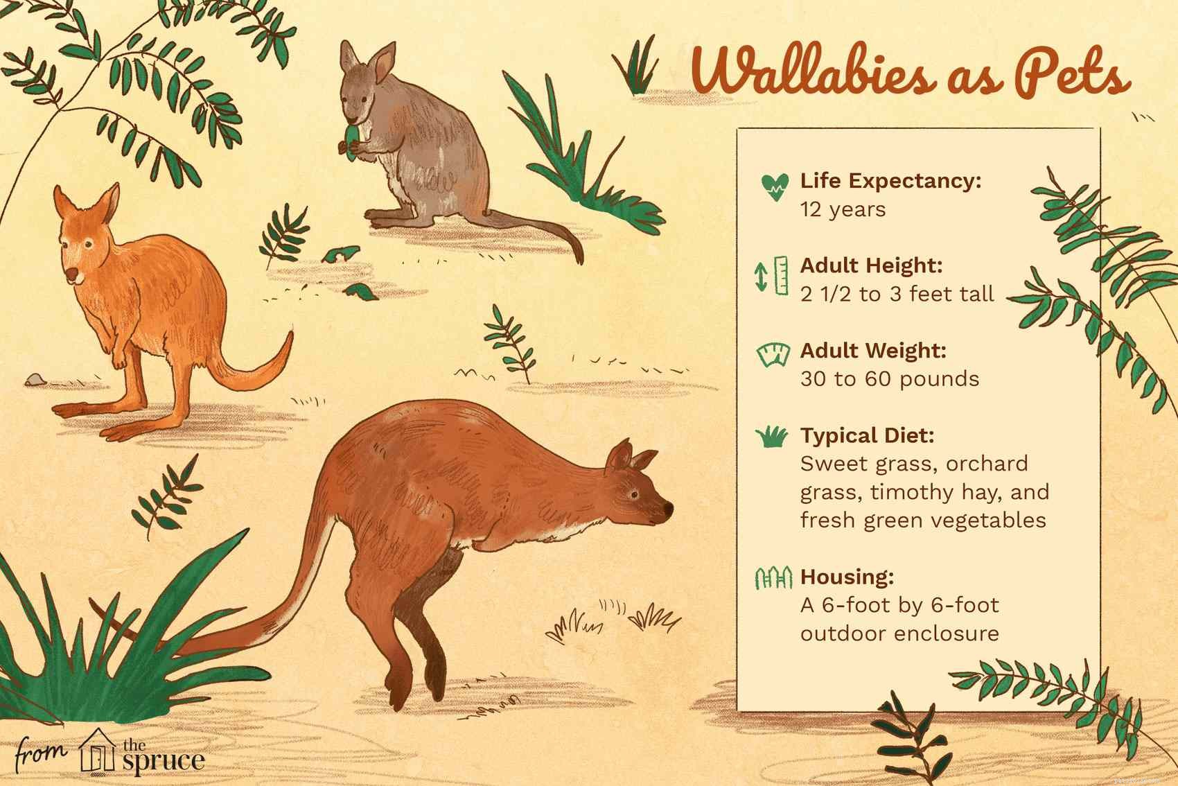 Wallaby Species Profile: Care, Habitat, and Ownership Guide