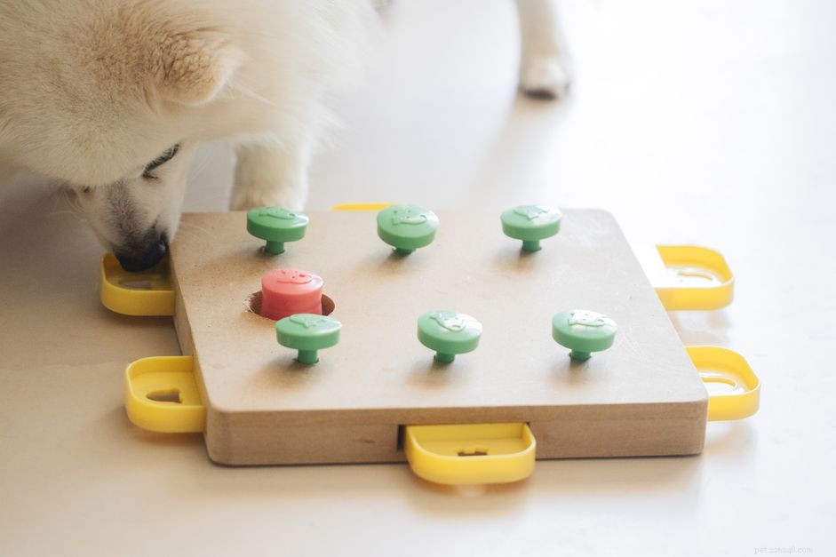 7 Engaging Indoor Activities to Strengthen Your Bond With Your Dog