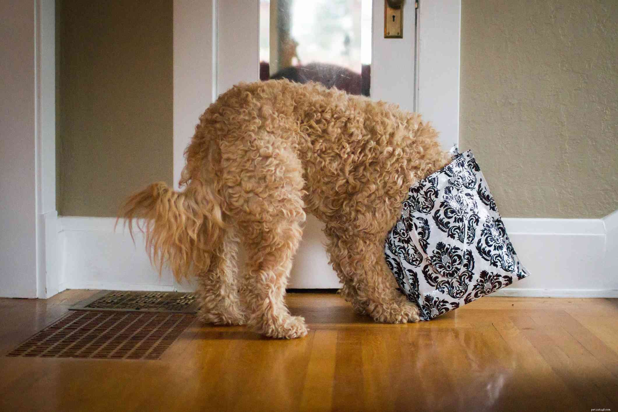 7 Engaging Indoor Activities to Strengthen Your Bond With Your Dog