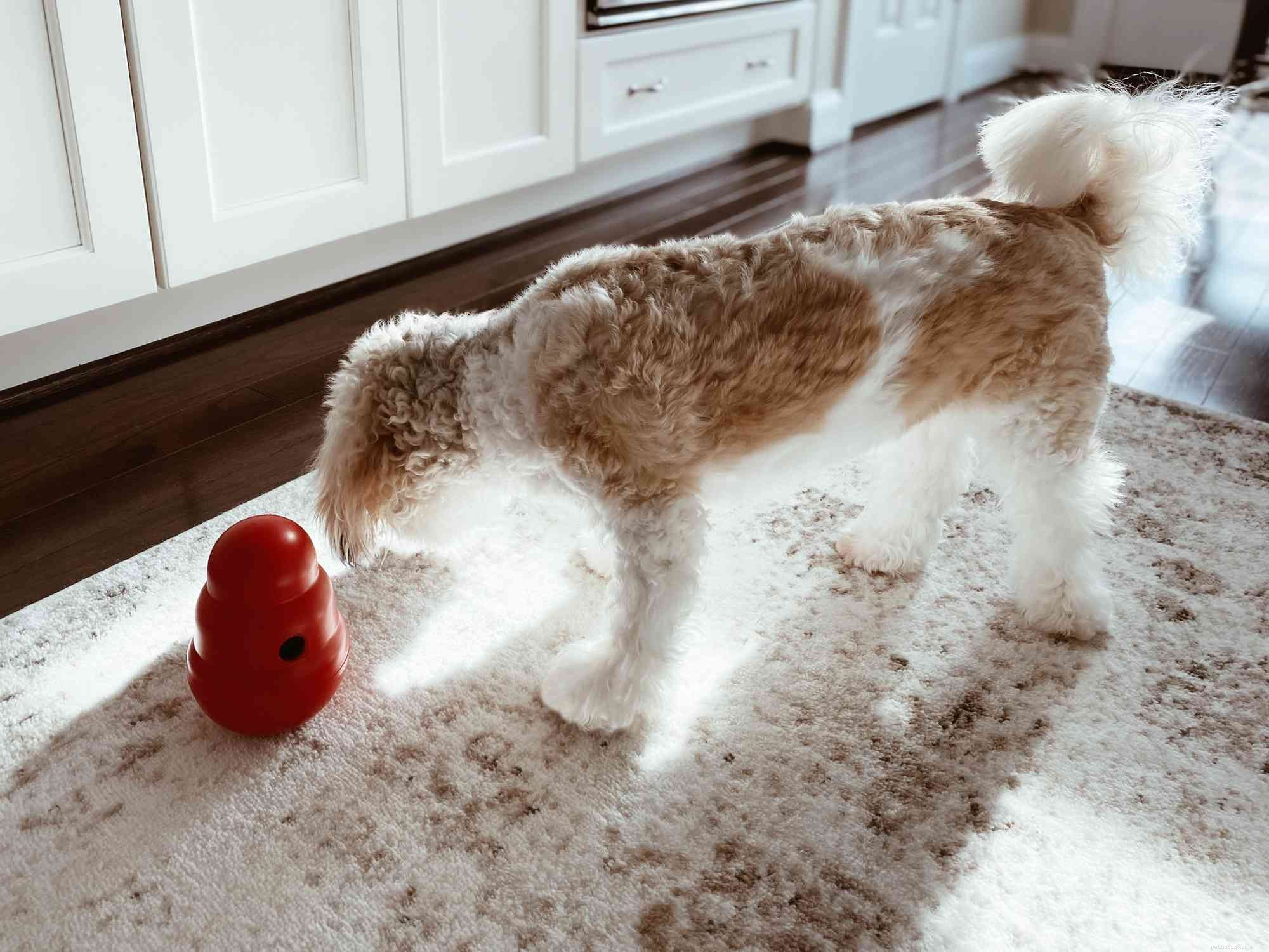 7 Engaging Indoor Activities to Strengthen Your Bond With Your Dog