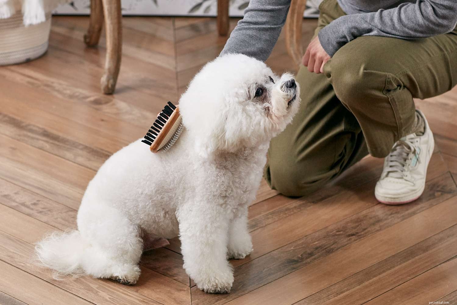 7 Engaging Indoor Activities to Strengthen Your Bond With Your Dog