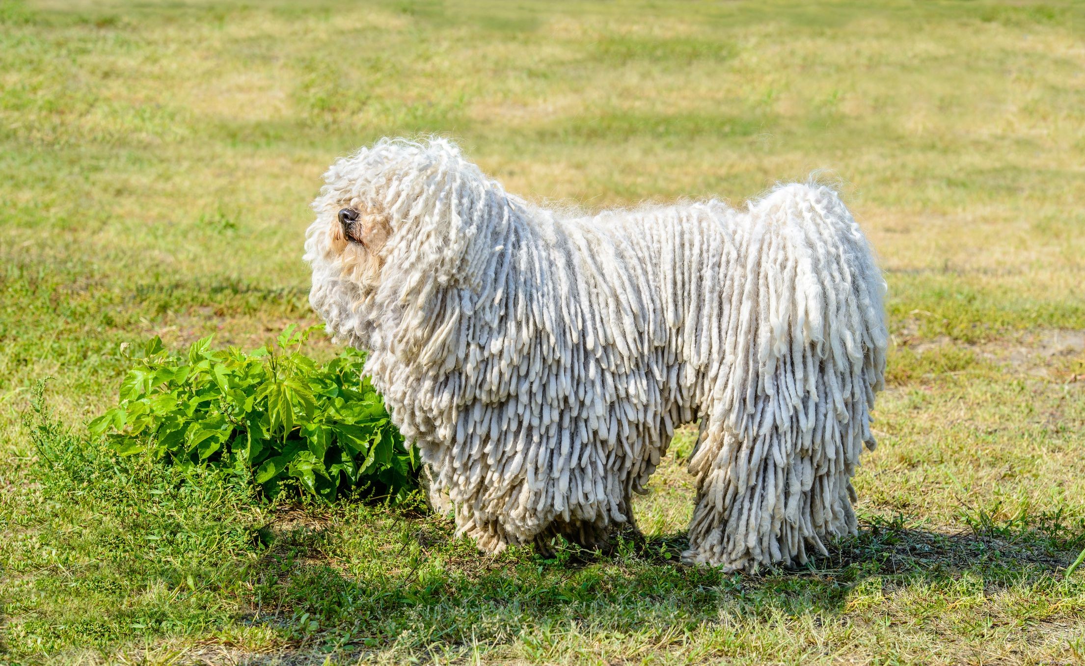 Komondor Dog Breed Profile: History, Care, and Characteristics