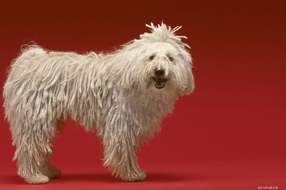 Komondor Dog Breed Profile: History, Care, and Characteristics