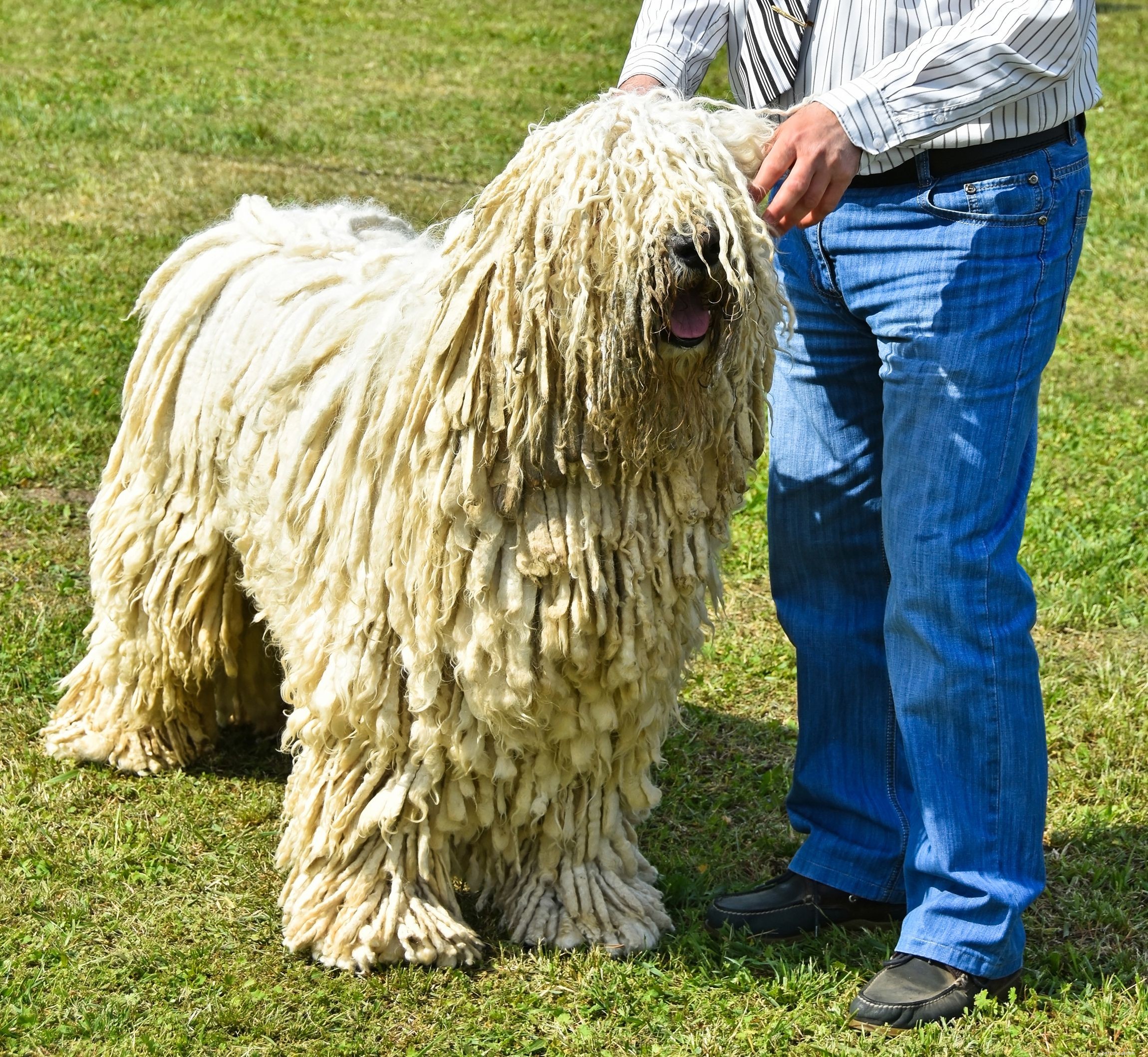 Komondor Dog Breed Profile: History, Care, and Characteristics