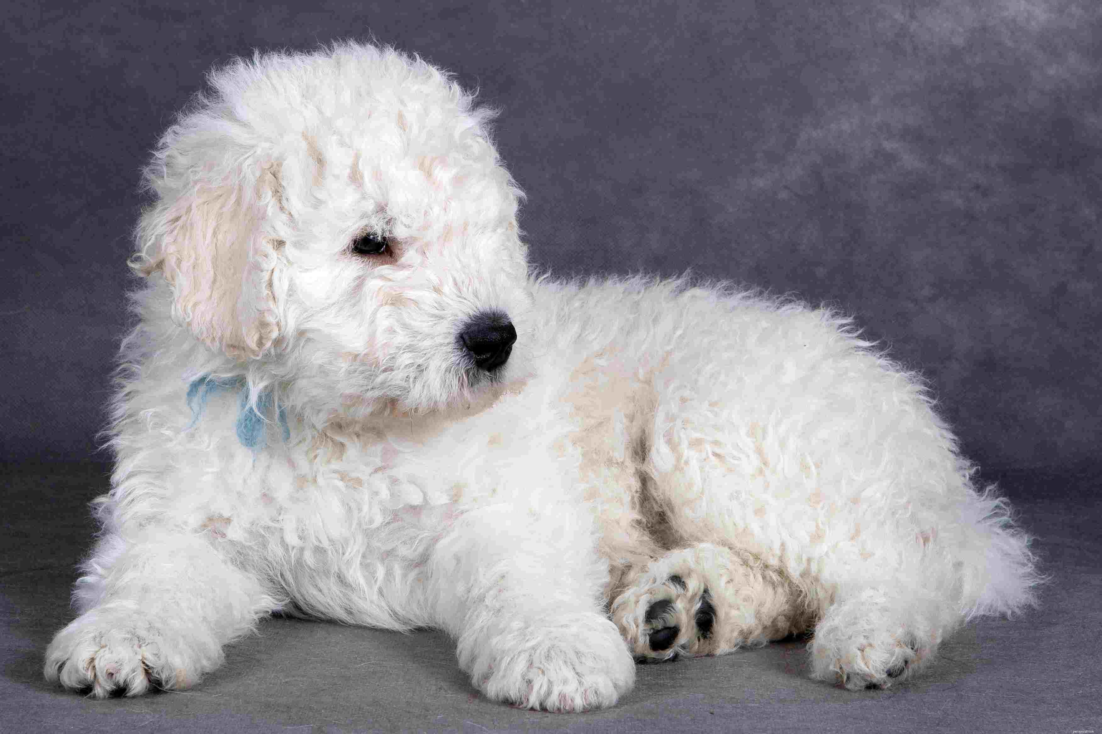 Komondor Dog Breed Profile: History, Care, and Characteristics