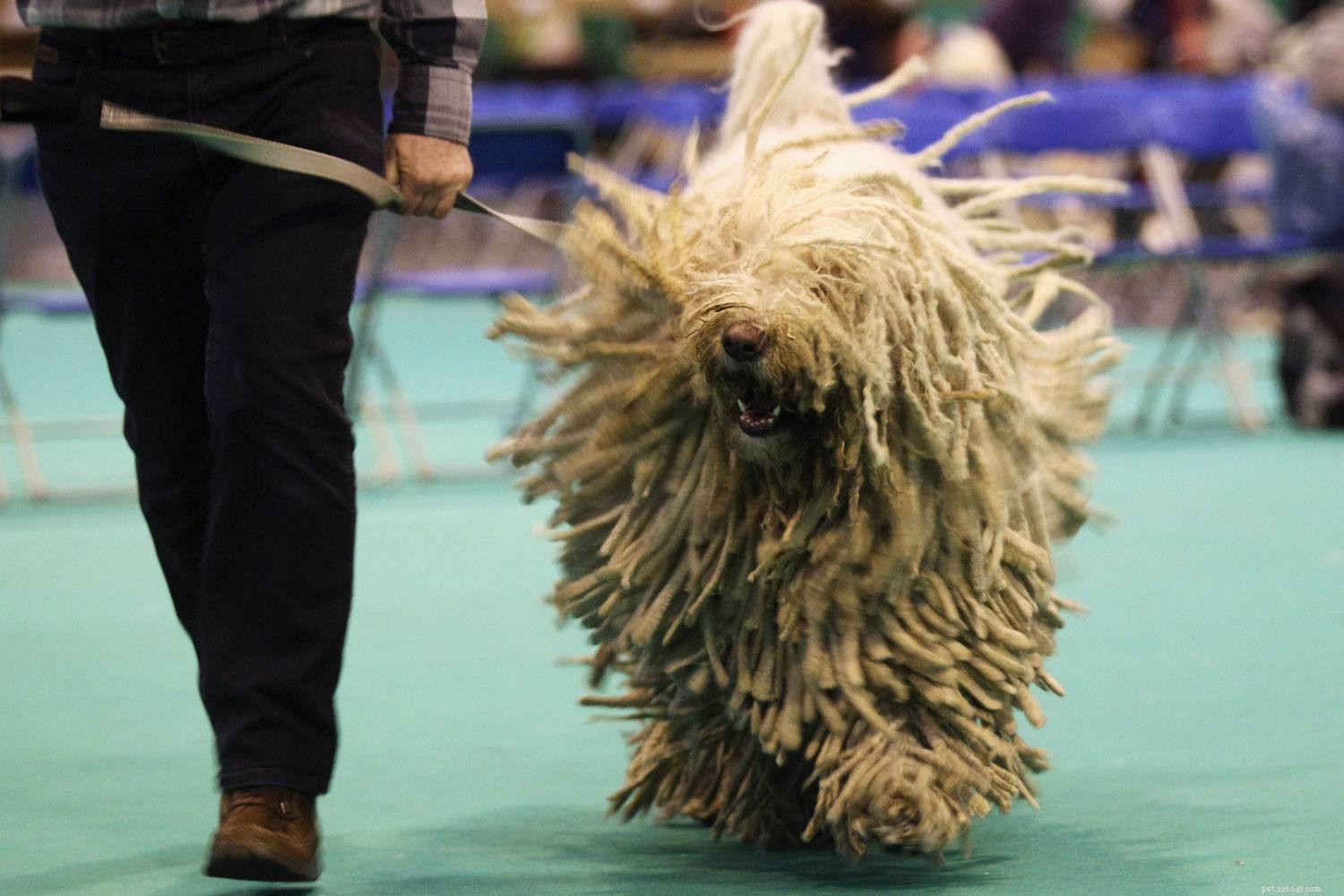 Komondor Dog Breed Profile: History, Care, and Characteristics