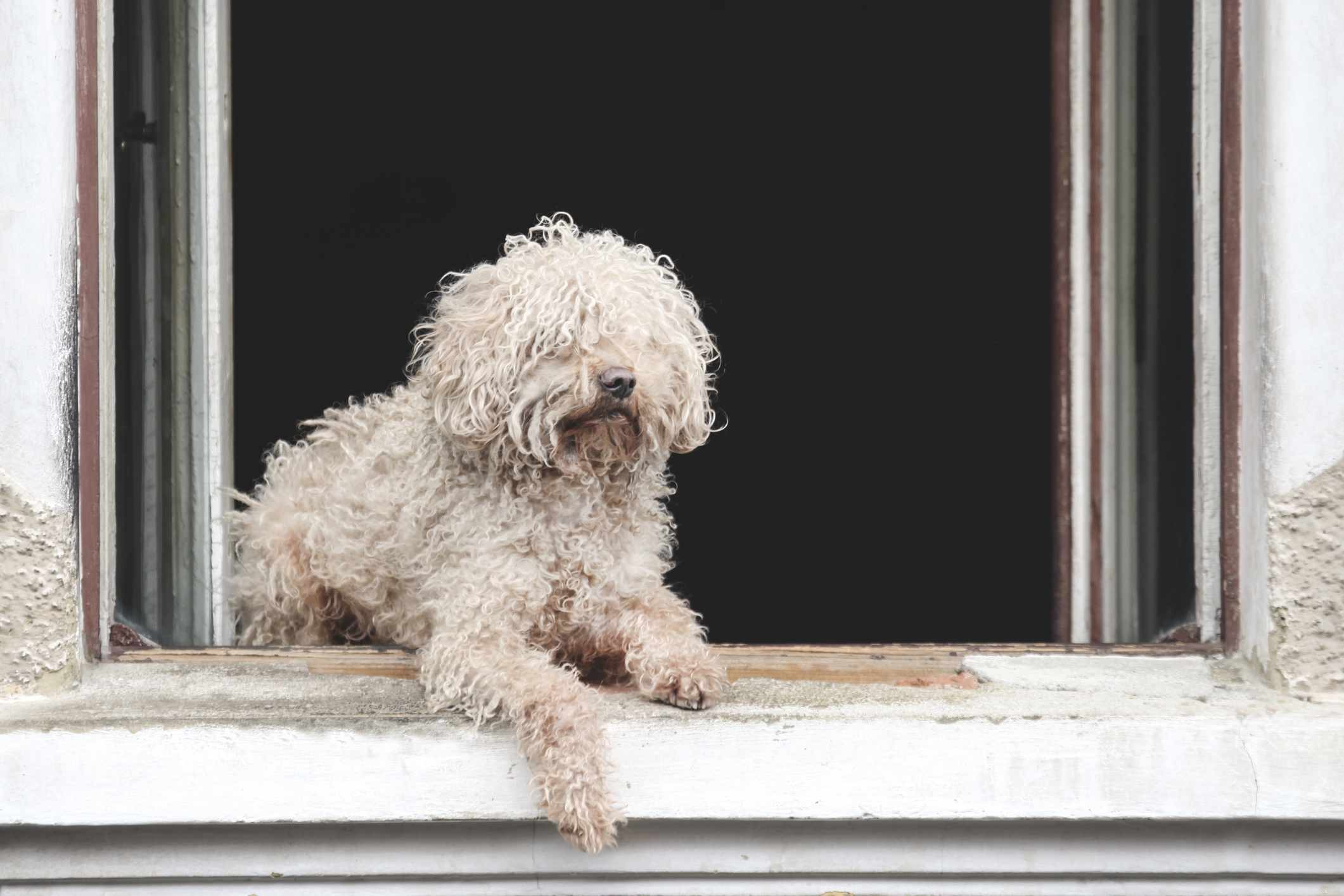 Komondor Dog Breed Profile: History, Care, and Characteristics