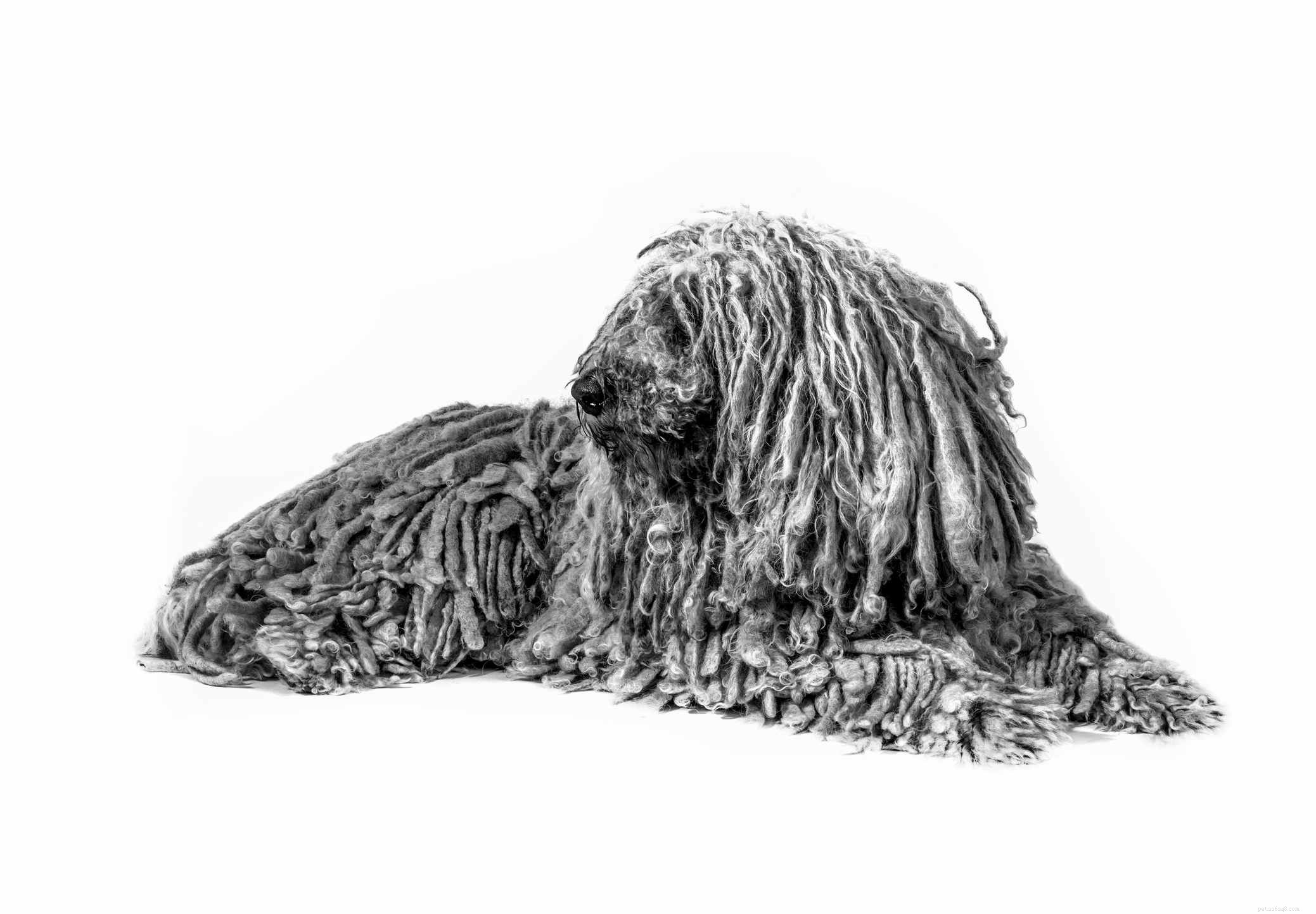 Komondor Dog Breed Profile: History, Care, and Characteristics
