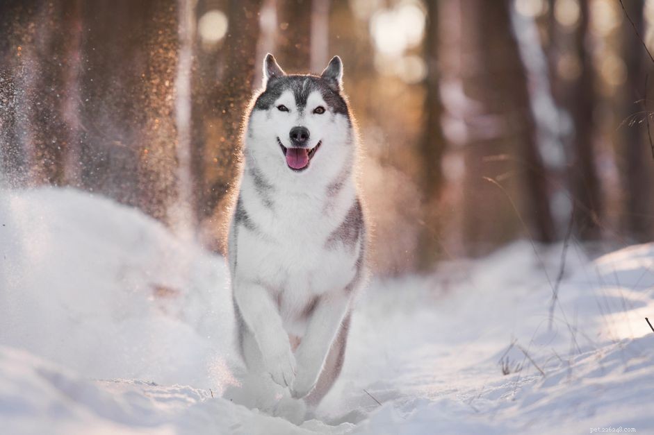 52 Classic & Modern Sled Dog Names