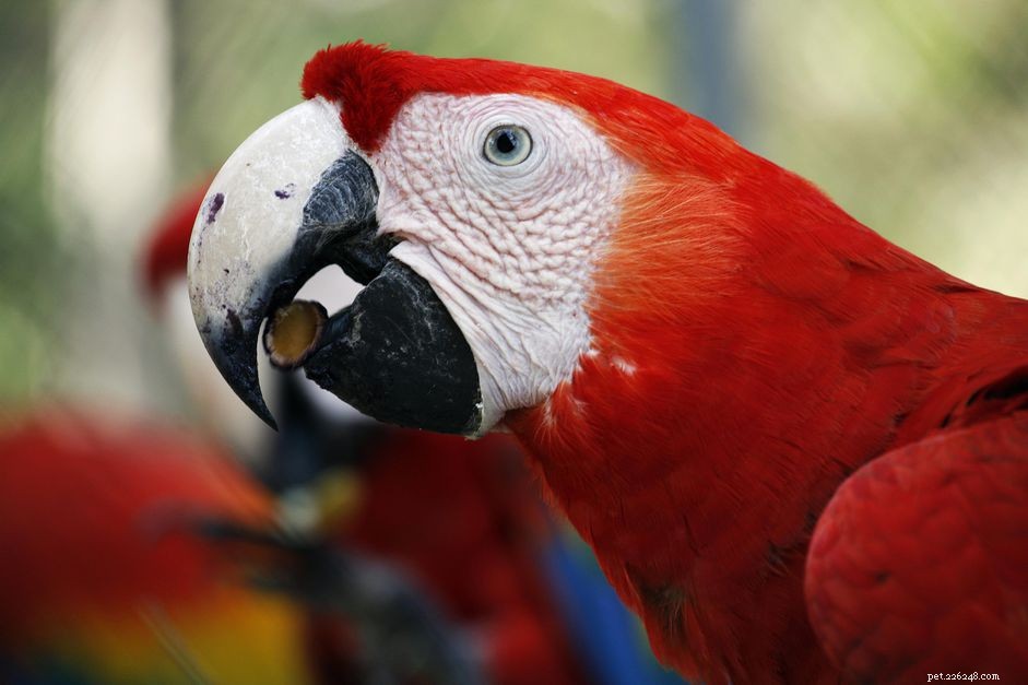 Why an All-Seed Diet Can Harm Your Bird’s Health