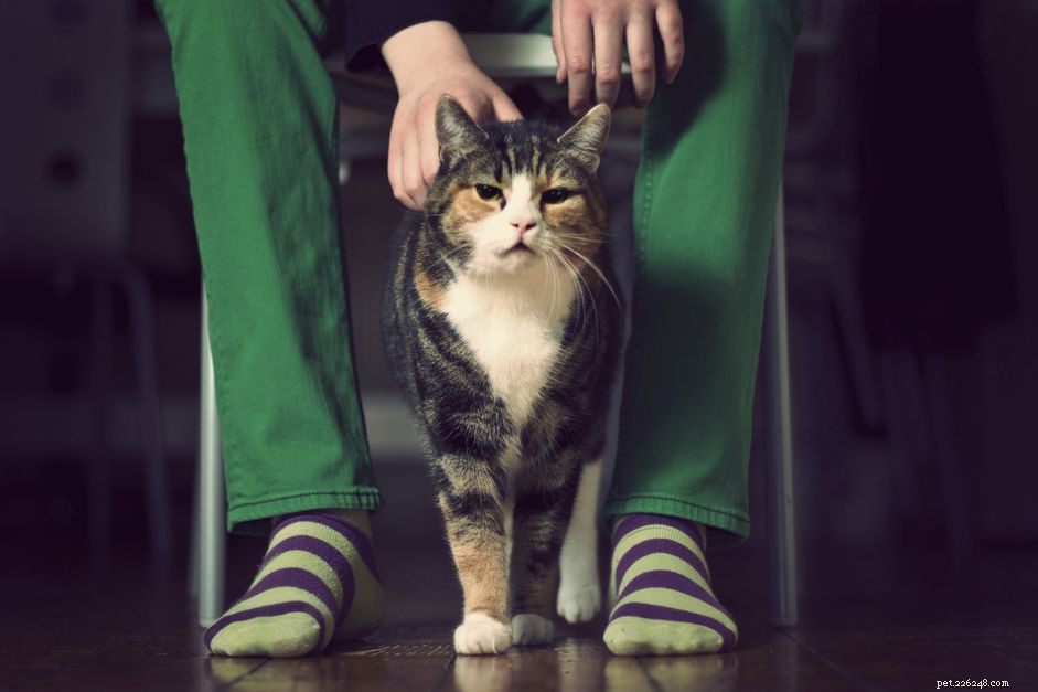 65 Charming Irish Cat Names – Inspired by the Emerald Isle