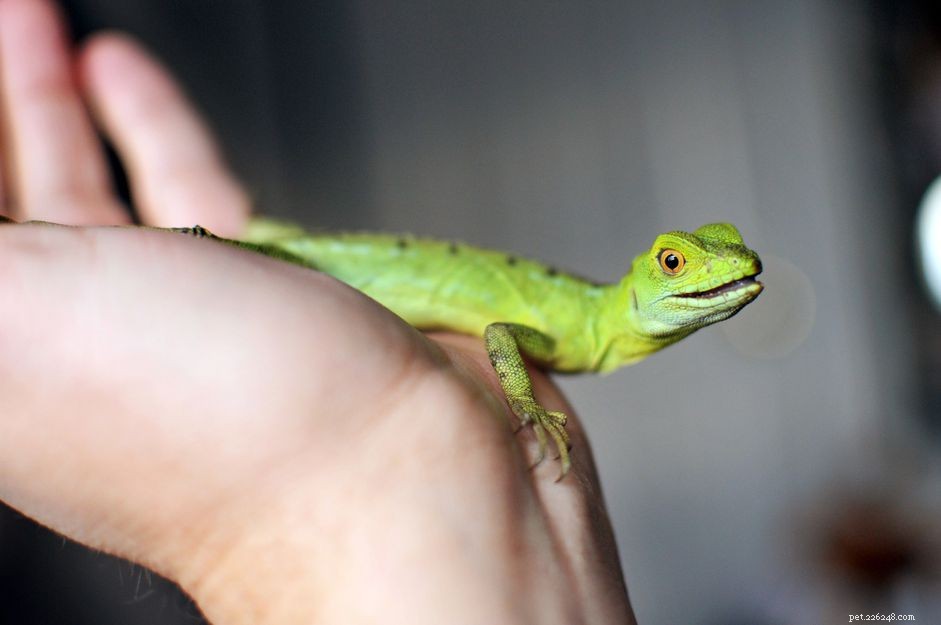 Exotic Pet Names Starting with K: A Curated Collection