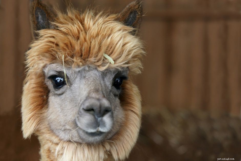 Fascinating Exotic Pet Names Beginning with F