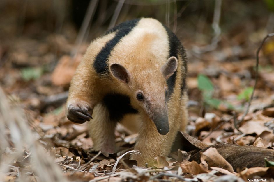 Unique D & E Exotic Pet Names to Inspire You