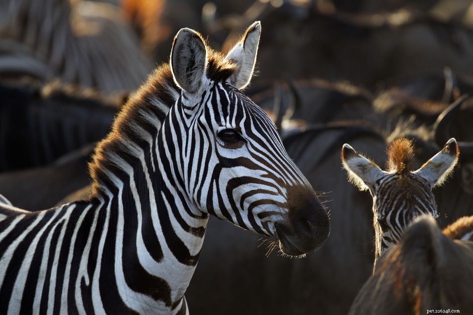 Unique Exotic Pet Names Starting with Z