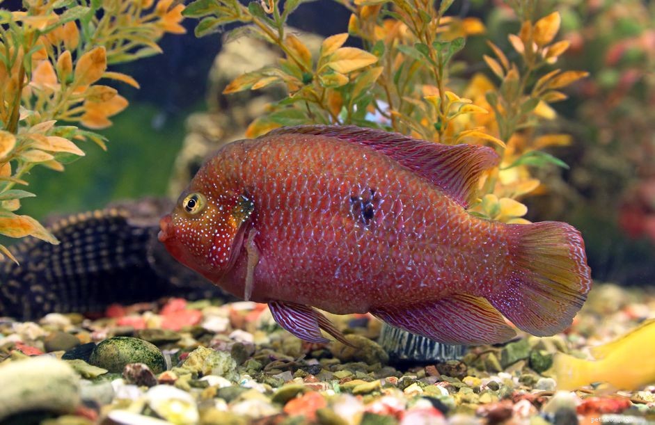 Hemichromis bimaculatus (Jewelfish): In-Depth Species Profile