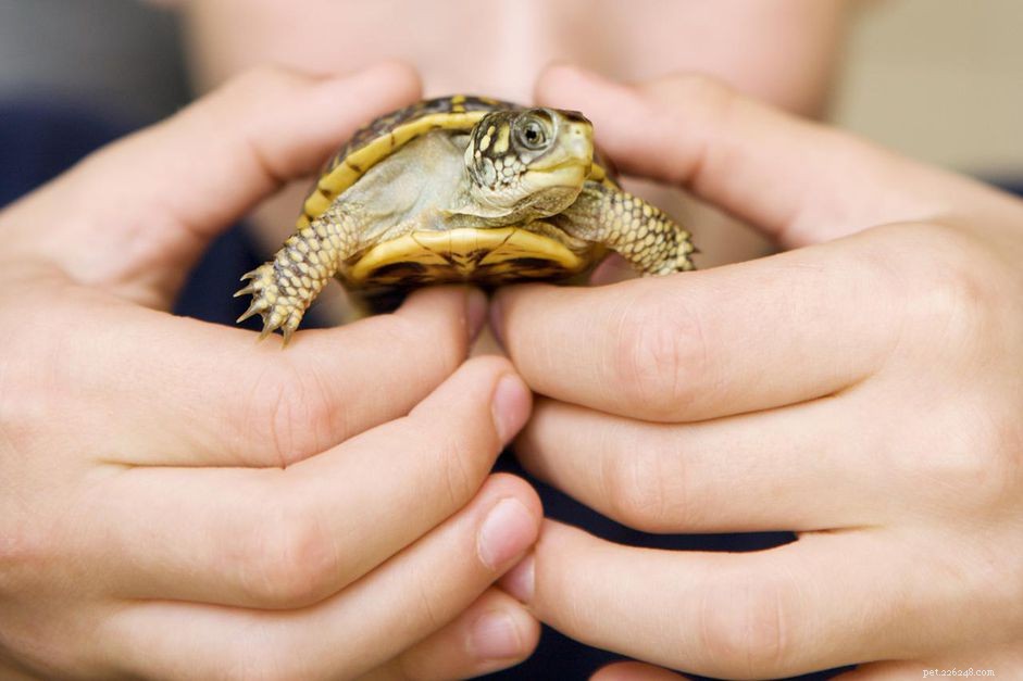 Unique Exotic Pet Names Starting with B