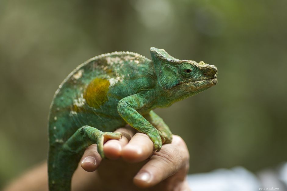 Top P-Names for Your Exotic Pet