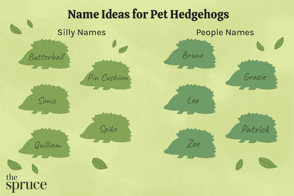 The Ultimate Hedgehog Name Guide: 100 Perfect Choices