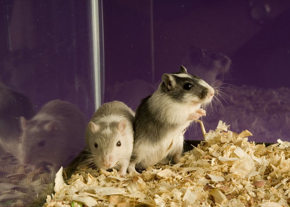 100 Creative Names for Your Pet Gerbil – Easy Tips & Ideas