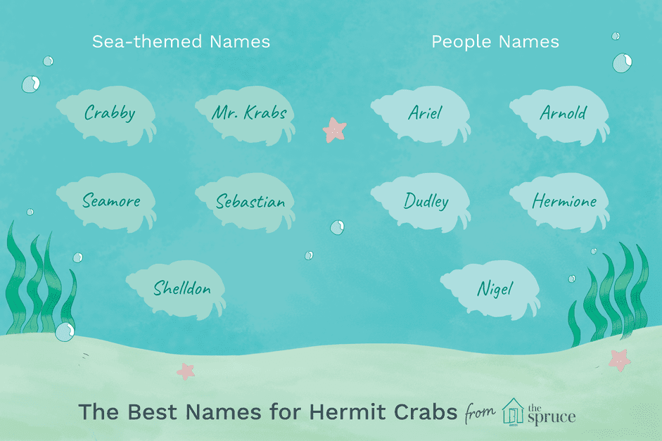 100 Creative Names for Your Pet Crab – From Classic to Quirky