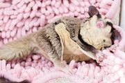 100 Smart & Charming Names for Your Sugar Glider Pet