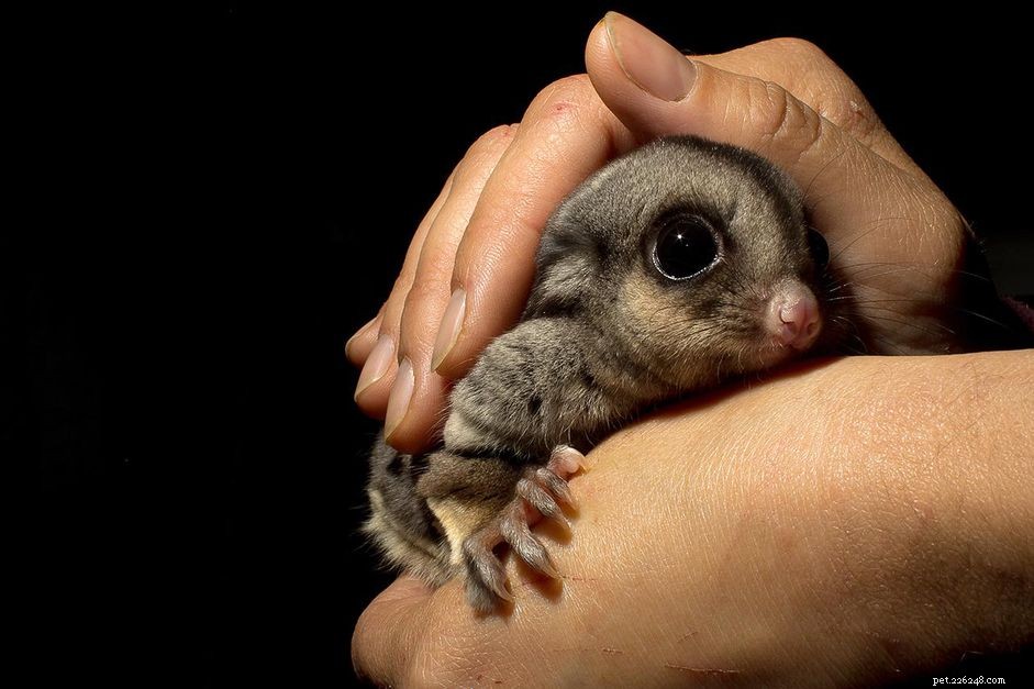 100 Smart & Charming Names for Your Sugar Glider Pet