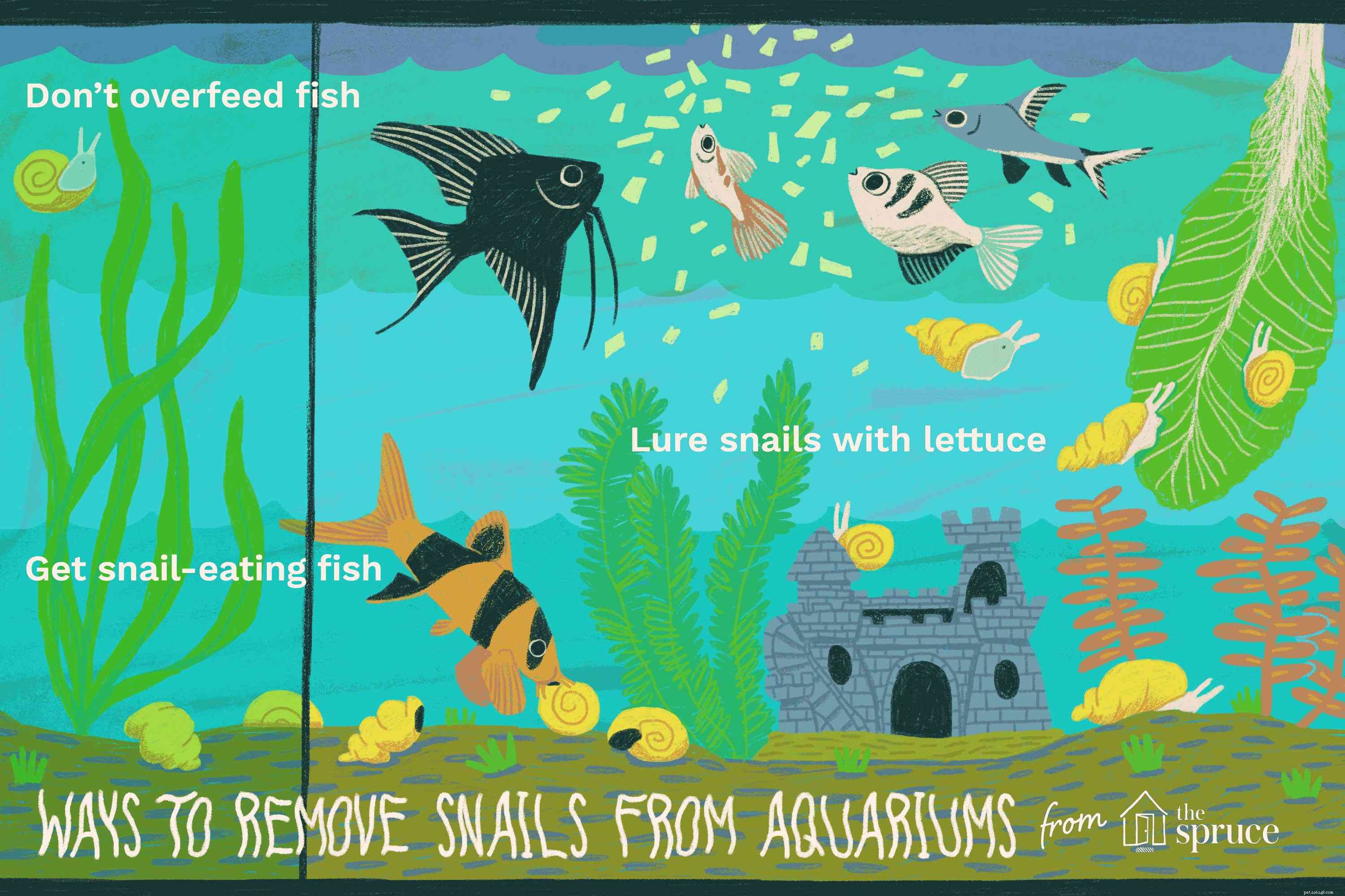 How to Effectively Eliminate Problem Snails from Your Aquarium