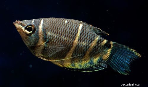 Chocolate Gourami: Expert Care Guide & Species Overview