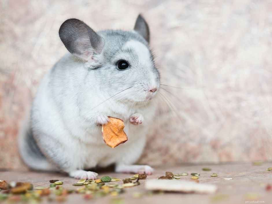 Unique Exotic Pet Names Starting with C
