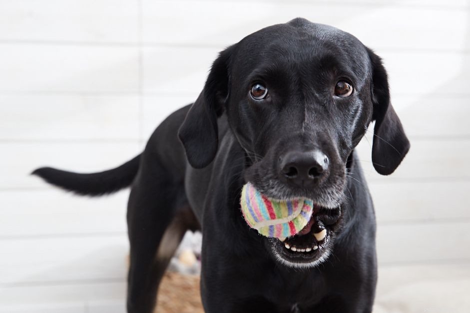 Master the  Drop It  Command: Quick & Effective Dog Release Training