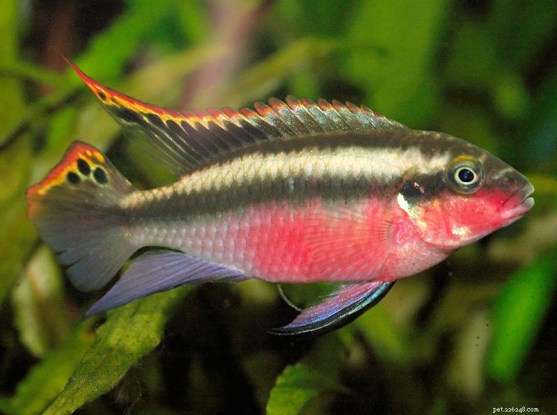 Kribensis Cichlid: A Comprehensive Guide to Care, Color, and Breeding