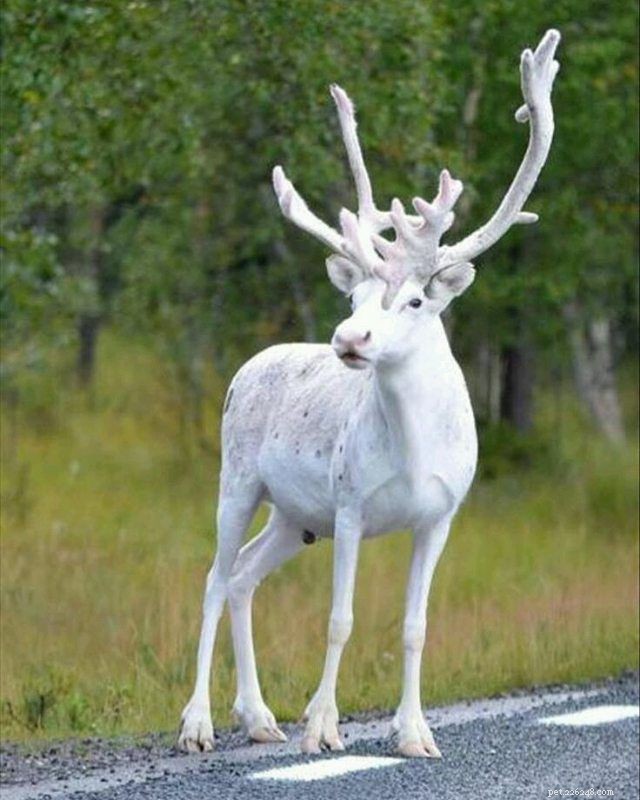 10 Remarkable Albino Animals and Their Unique Features