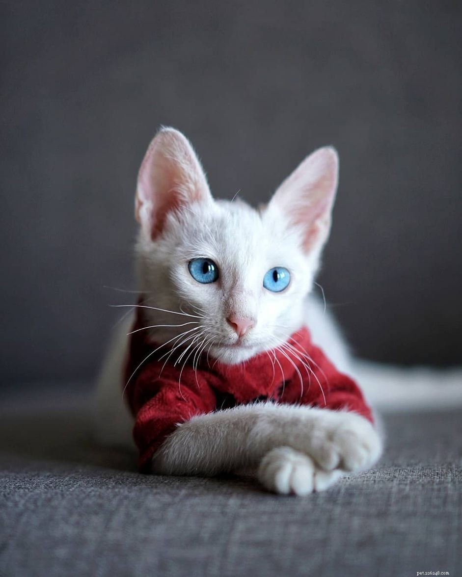 10 Remarkable Albino Animals and Their Unique Features