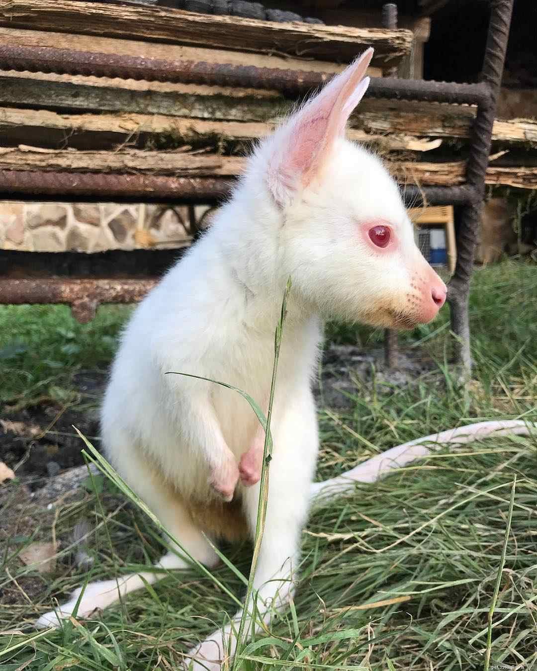 10 Remarkable Albino Animals and Their Unique Features