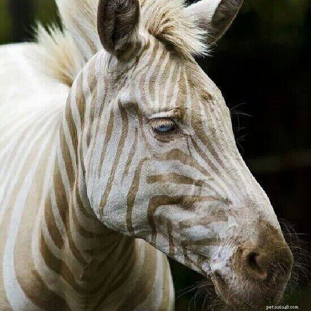 10 Remarkable Albino Animals and Their Unique Features