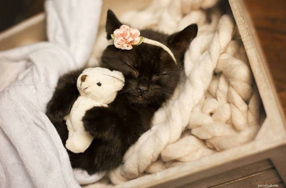 7 Ways Your Cat Behaves Just Like a Baby