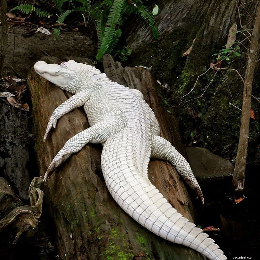 10 Remarkable Albino Animals and Their Unique Features