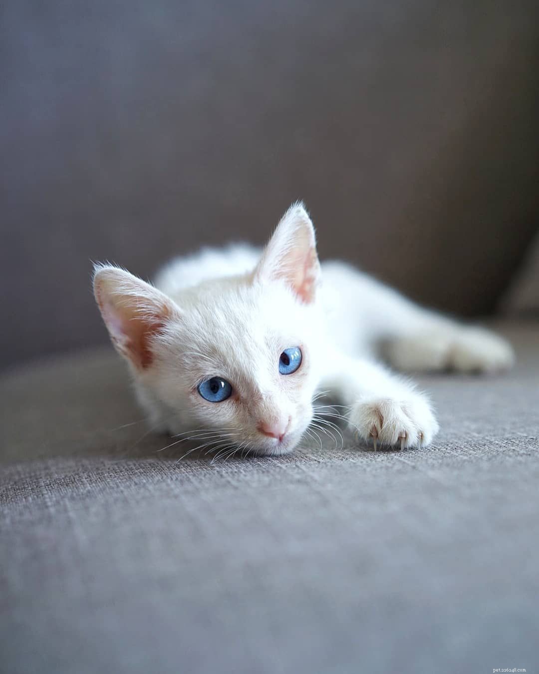 10 Remarkable Albino Animals and Their Unique Features