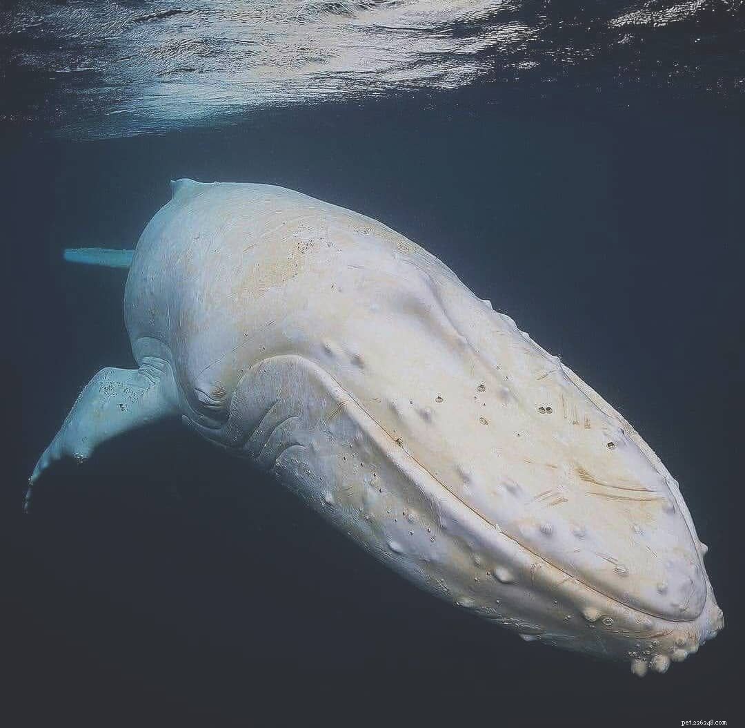 10 Remarkable Albino Animals and Their Unique Features