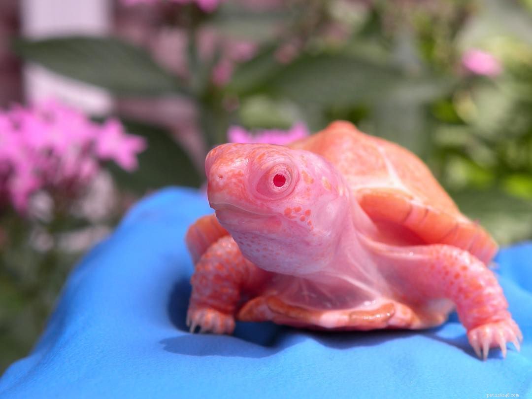 10 Remarkable Albino Animals and Their Unique Features