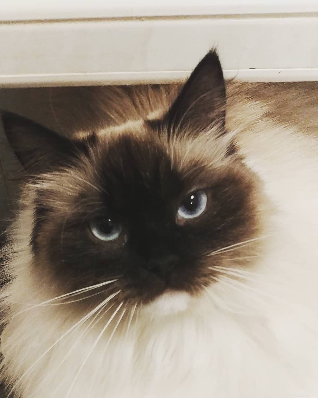 7 Ways Your Cat Behaves Just Like a Baby