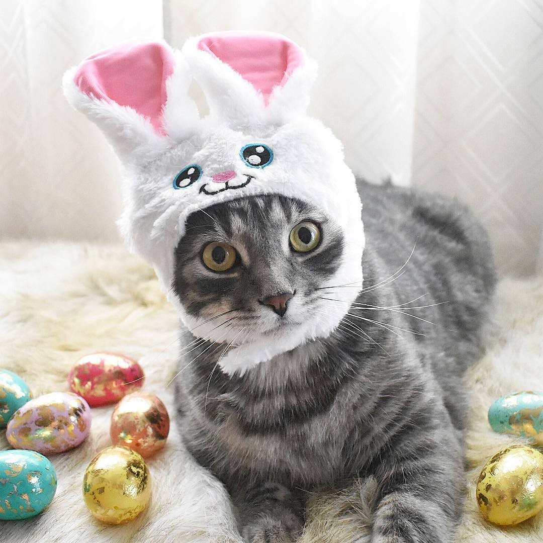 7 Ways Your Cat Behaves Just Like a Baby