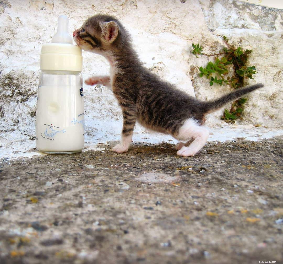 7 Ways Your Cat Behaves Just Like a Baby