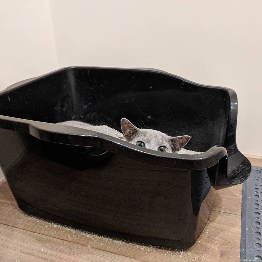 7 Ways Your Cat Behaves Just Like a Baby