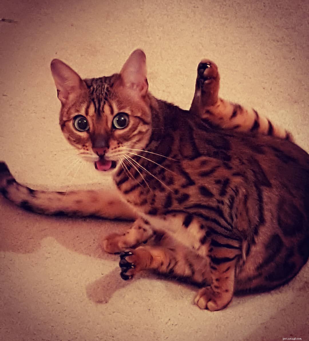 7 Ways Your Cat Behaves Just Like a Baby