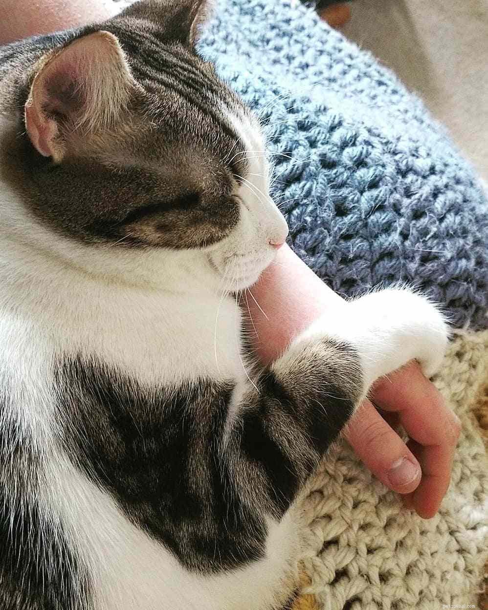 7 Ways Your Cat Behaves Just Like a Baby